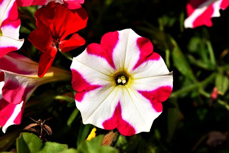 Close up petunia flowers photo