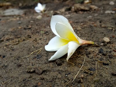 Purity garden plant