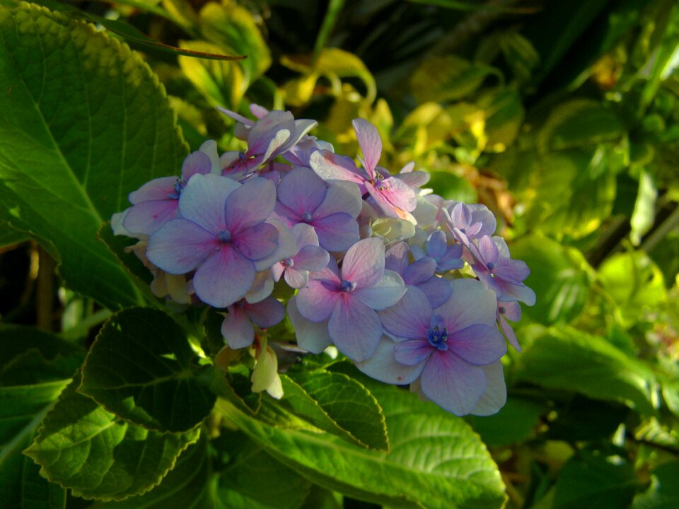Spring nature beautiful hydrangea