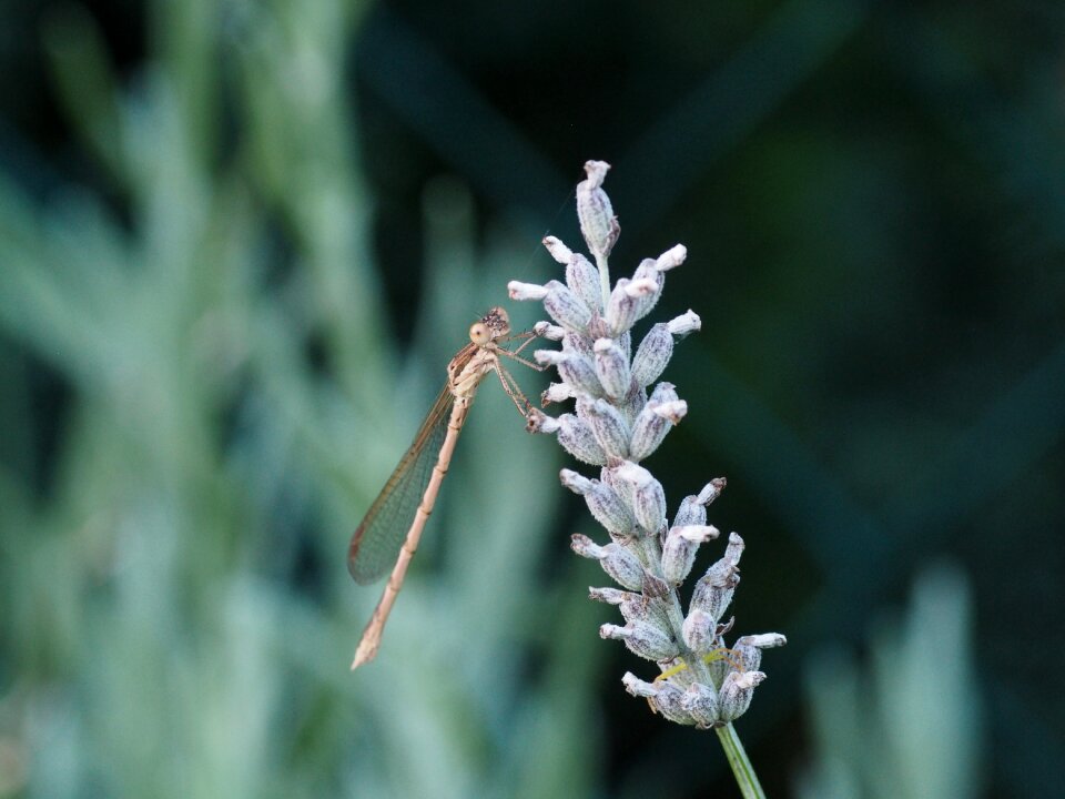 Nature green close up