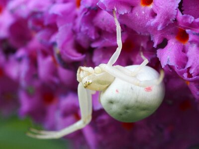 Nature arachnids macro photo