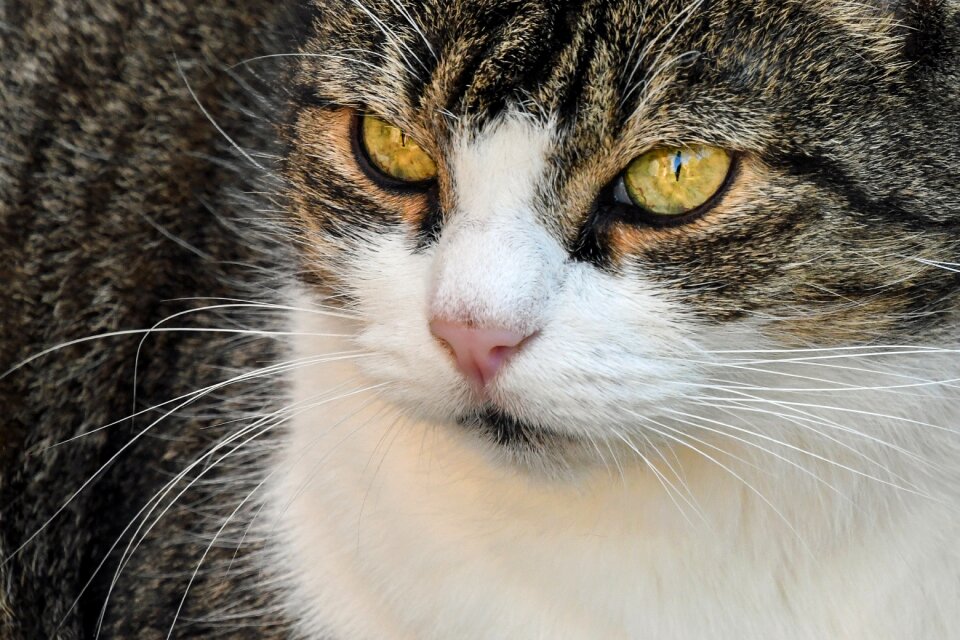 Close up animal eyes