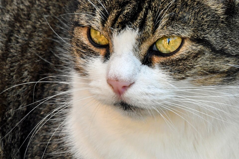 Close up animal eyes photo