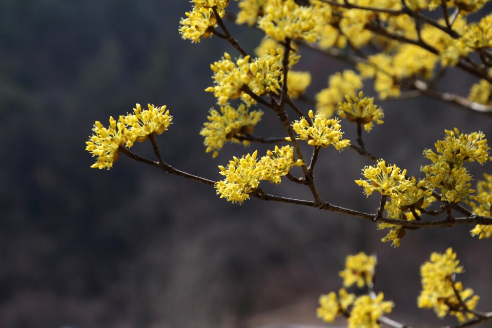 Wood outdoors cornus