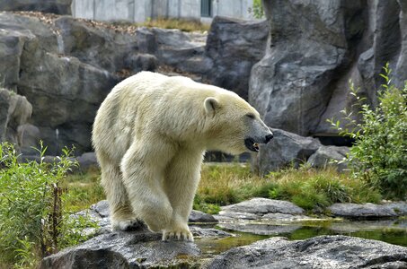 White white fur bear photo