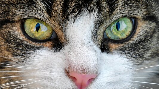 Close up animal feline photo