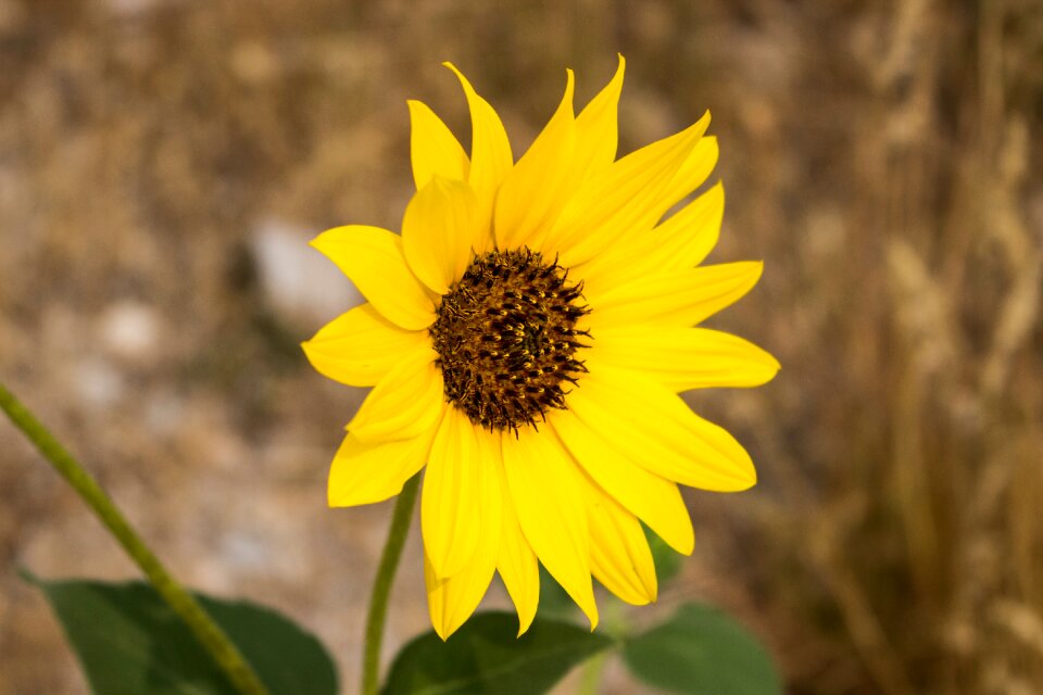 Closeup summer field