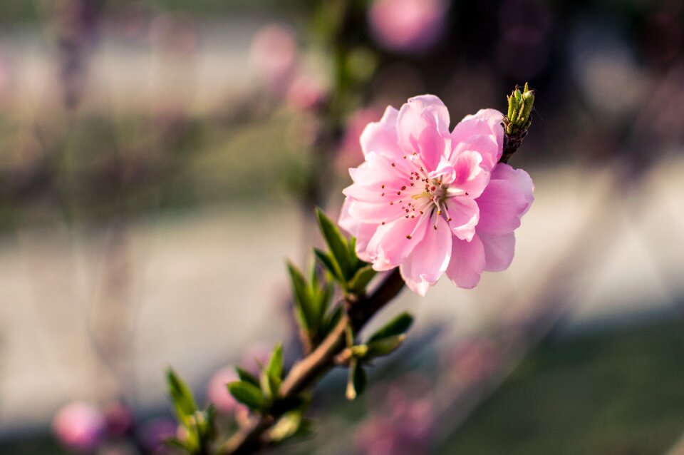 Outdoor garden bloom