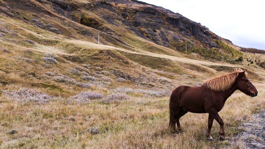 Landscape nature horse