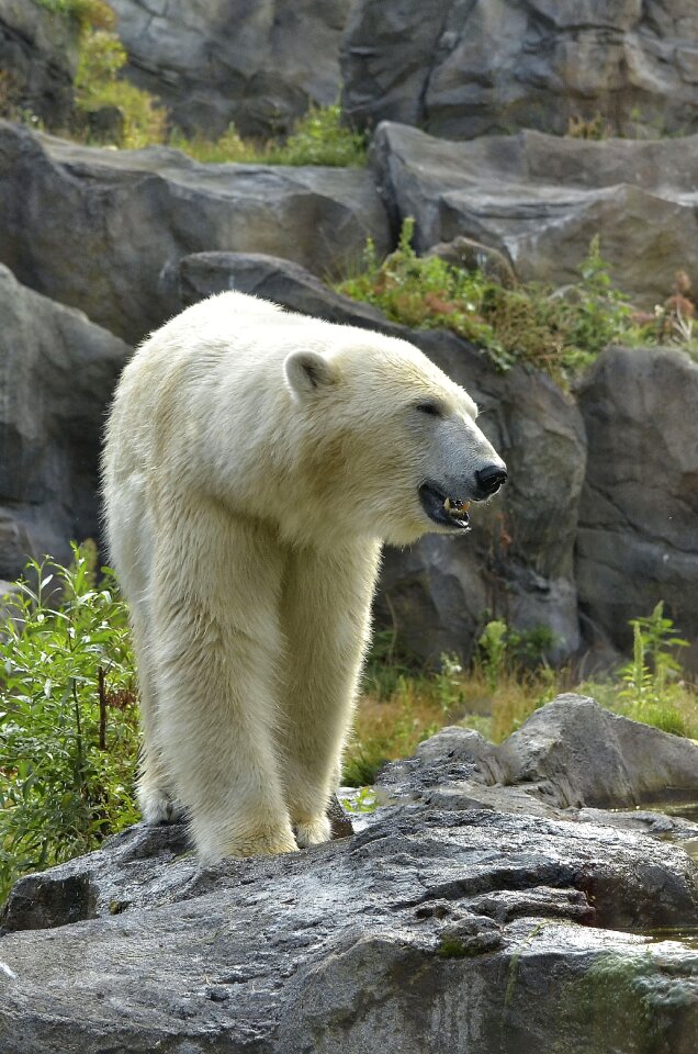 White white fur bear
