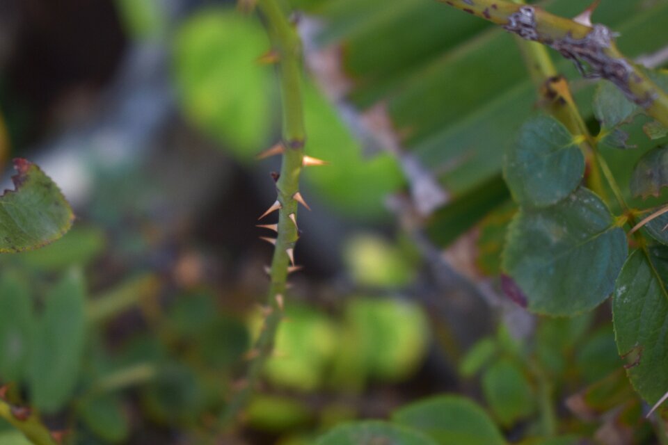 Rose plant prickles spines