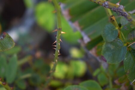 Rose plant prickles spines photo