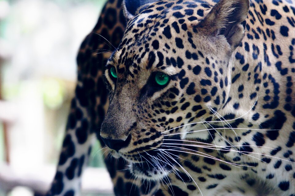 Wild wildlife wildlife photography
