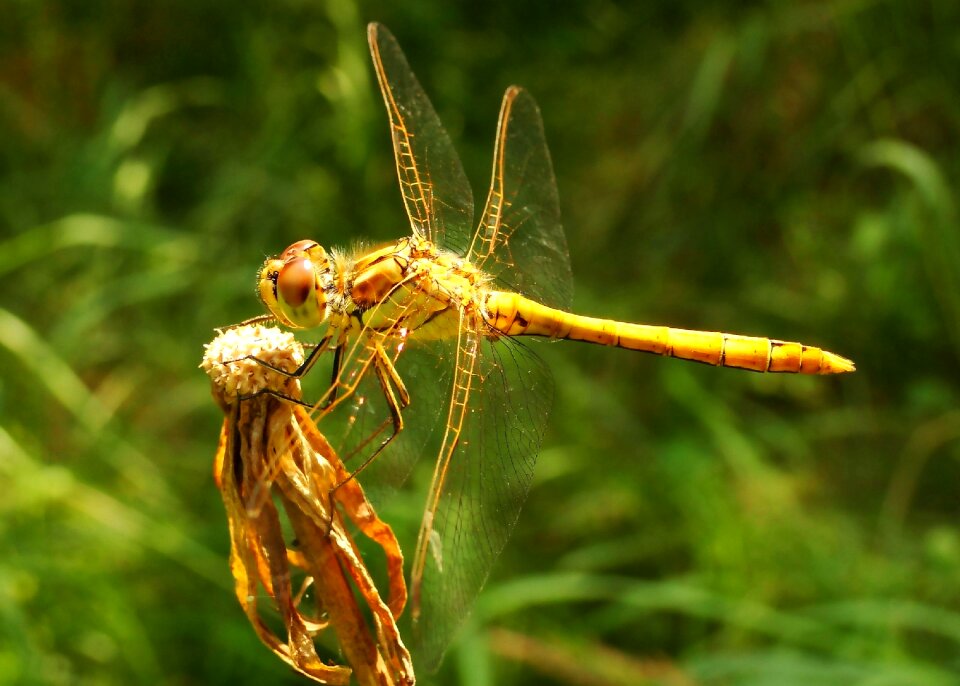 Animals invertebrates dragonflies różnoskrzydłe