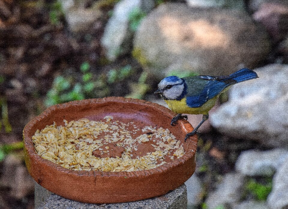 Blue tit tit nature