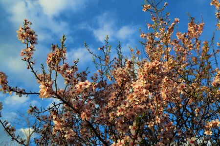 Nature blue sky spring