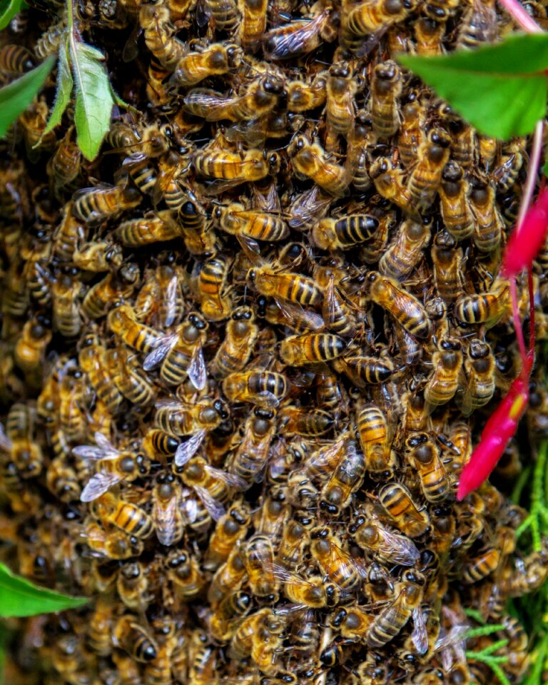 Beekeeping insect nature