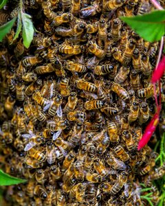 Beekeeping insect nature photo