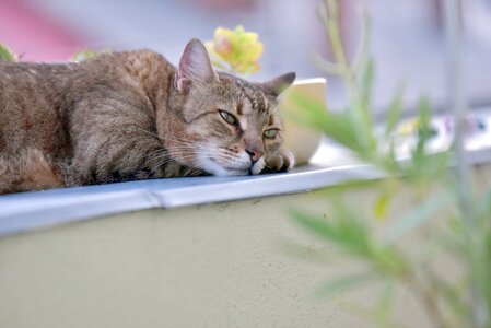 Cute tabby domestic cat