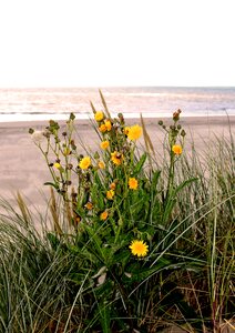 Most beach flowers sand beach