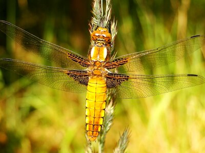Dragonflies różnoskrzydłe dragonfly płaskobrzucha female