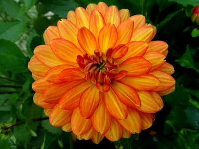 Dahlia flower dahlia garden garden plant photo