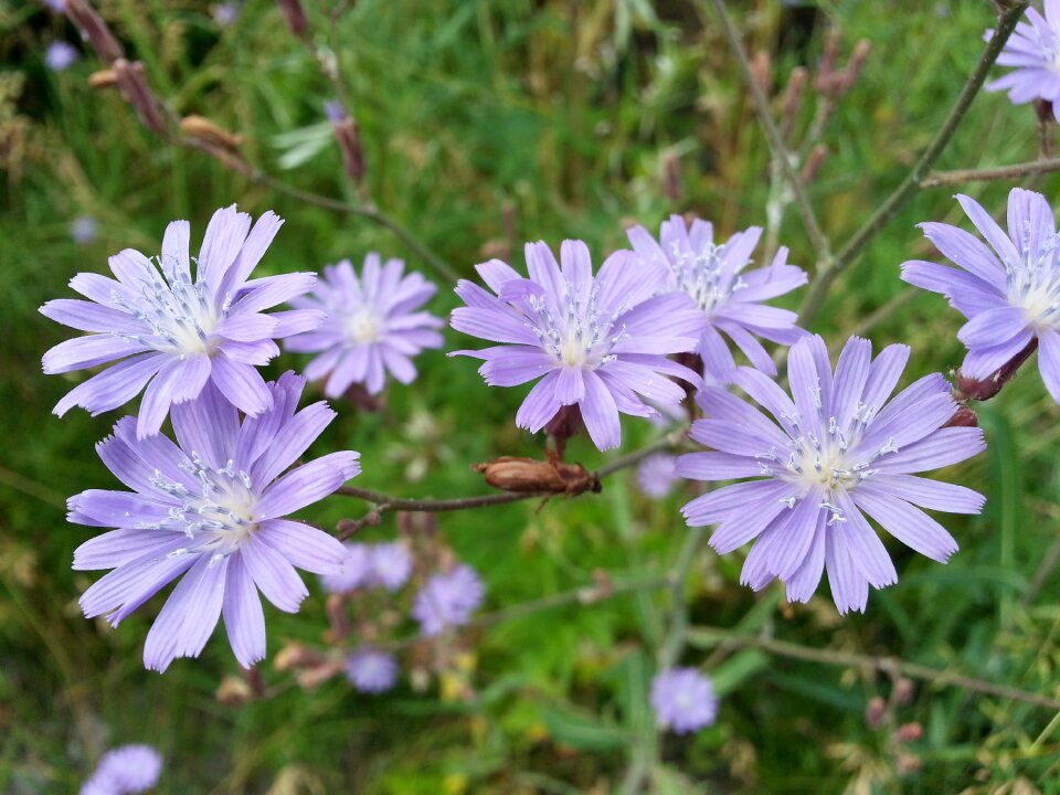 Petals stalks grass