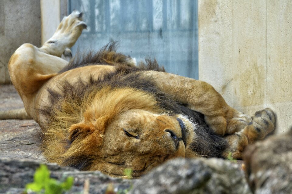 Big cat wildcat zoo