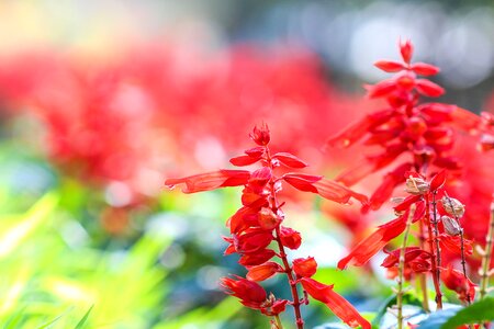 Flowers flowery red flower