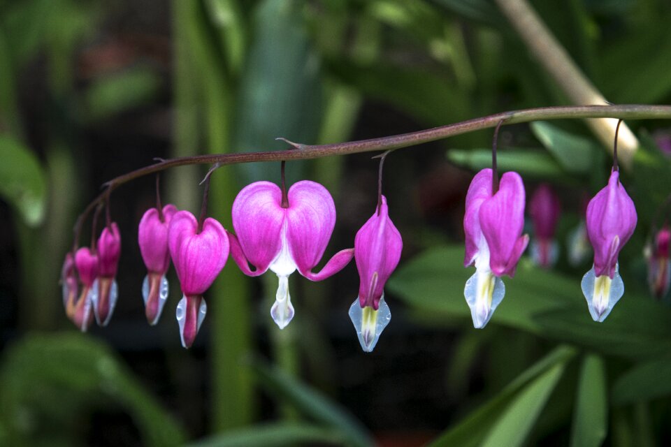 Outdoors season bleeding hearts
