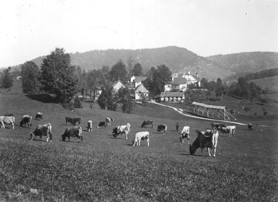 Paša živine