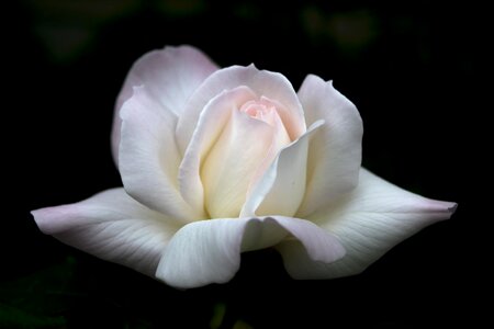 Petal garden rose
