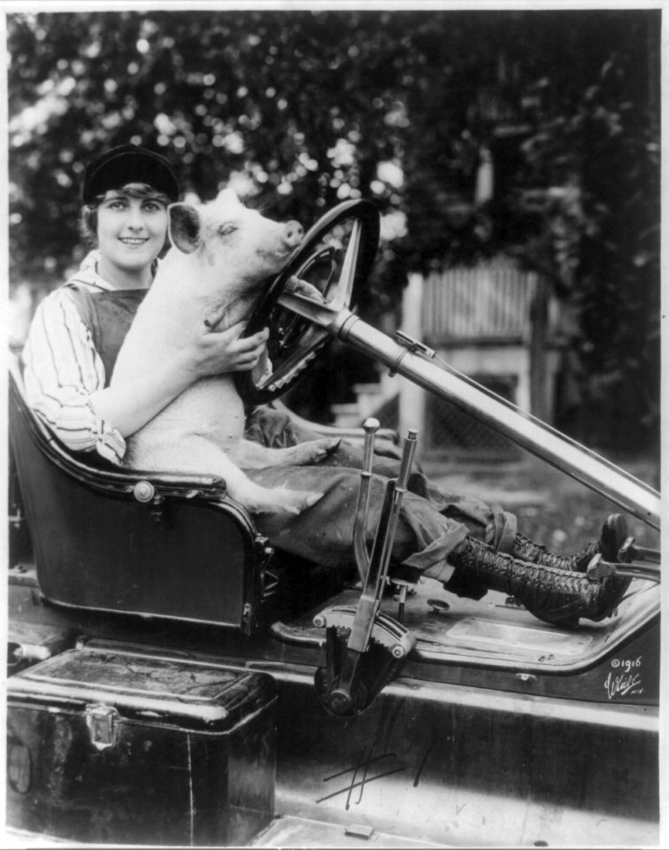 Pearl White, 1889-1938, full length, seated behind steering wheel of an auto, with a pig on her lap, facing slightly right; in farm clothes LCCN2005679812
