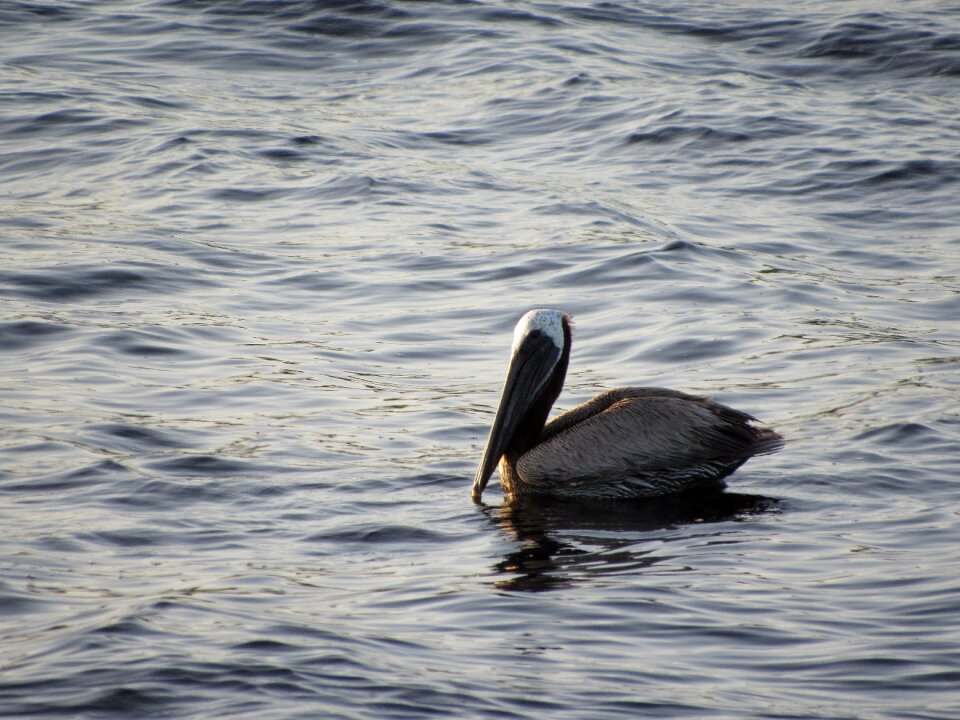 Bird floating water