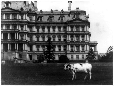 Pauline, pet cow of President Taft on lawn, in front of the State, War and Navy Building, Washington, D.C. LCCN92510050 photo