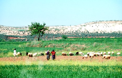 Peasant women herd sheep in the countryside between Gaziantep and Diyarbakir DN-ST-91-10661 photo