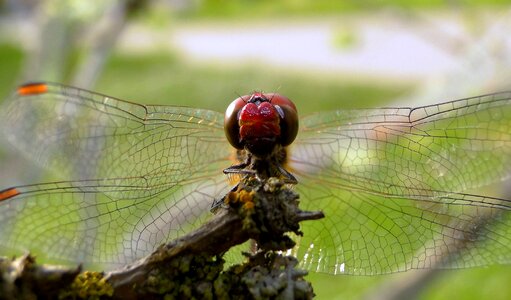 Animals invertebrates szablak blood