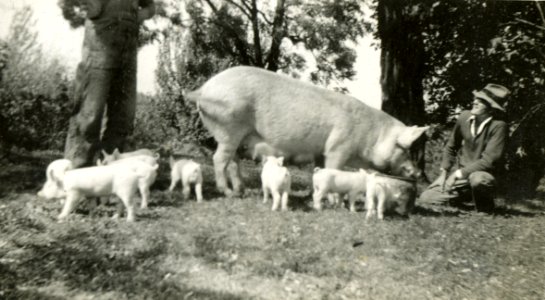 Peckham orchard animals02