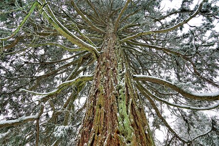 Pine branch season photo