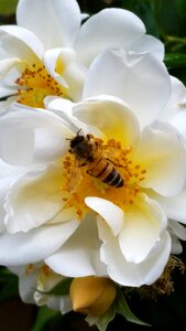 Bee insect garden