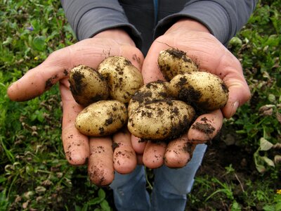 Potato vegetarian agriculture photo