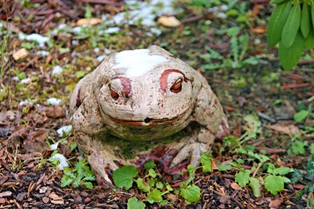 Nature figure frog pond photo