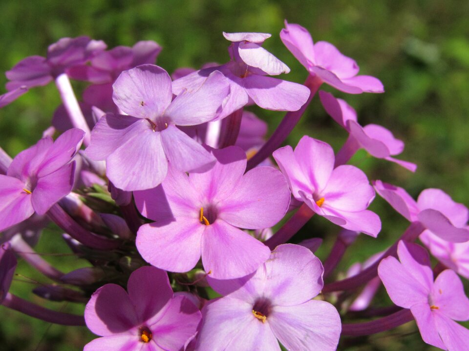 Wildflower pink purple