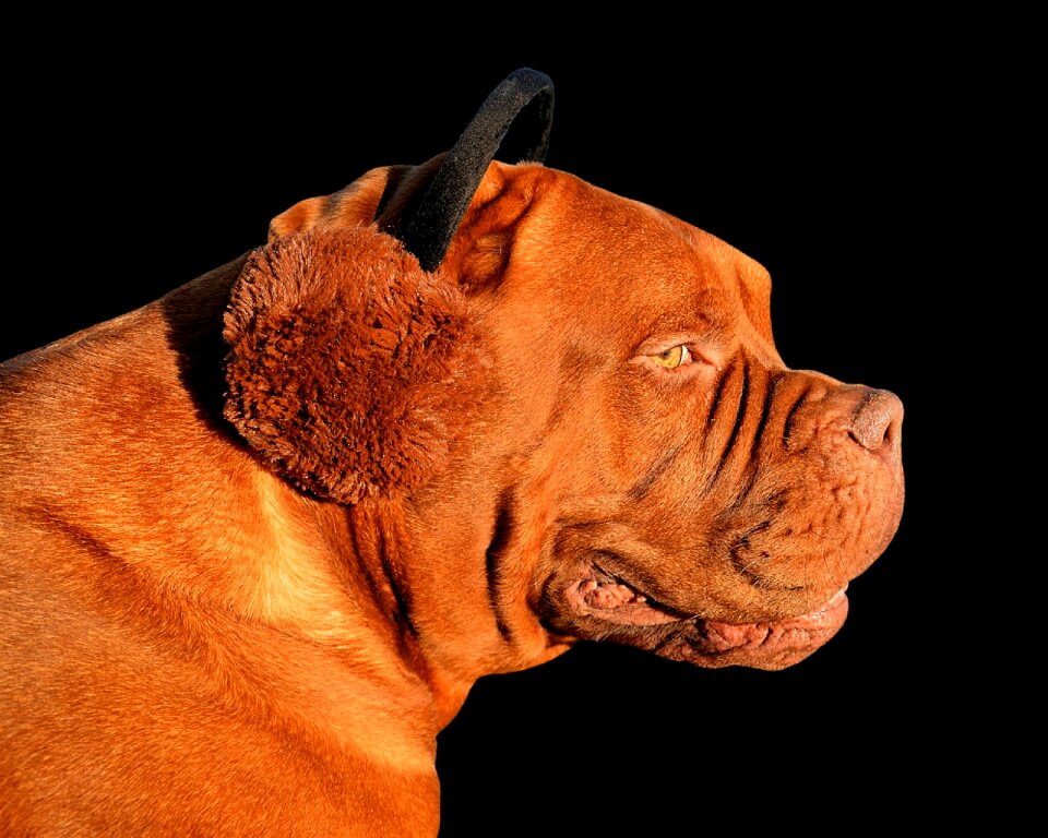 Animal animal world animal portrait