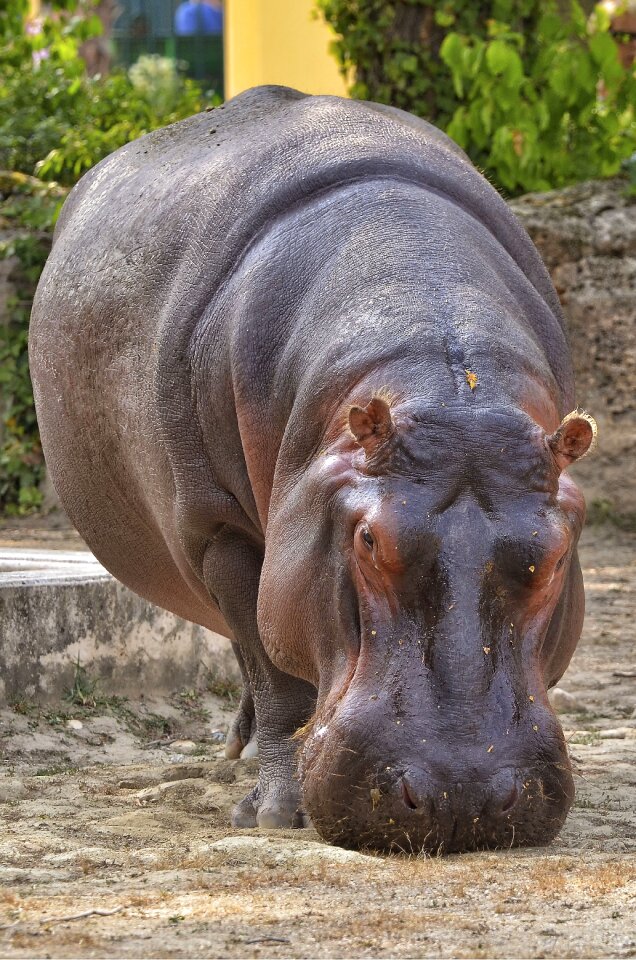 Mammal water herbivores