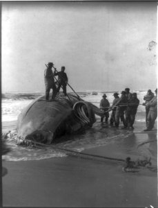 Peeling blubber from a beached whale LCCN2013648095