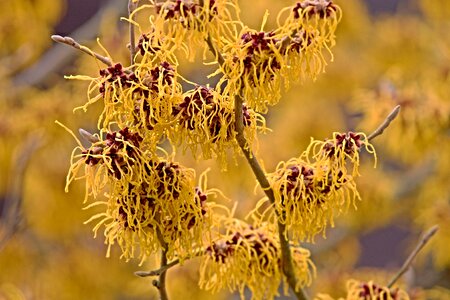 Bush flowers witch hazel plant photo