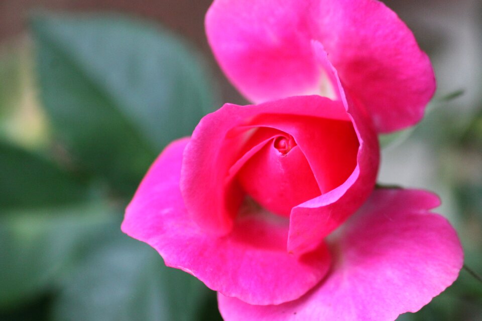 Pink flower summer flowers pink rose
