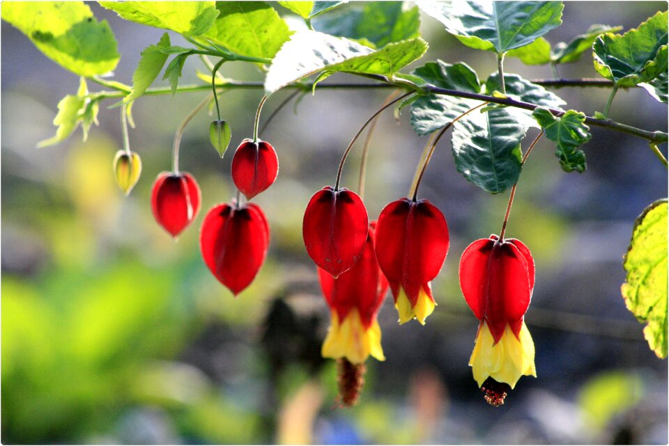 Outdoors garden plants
