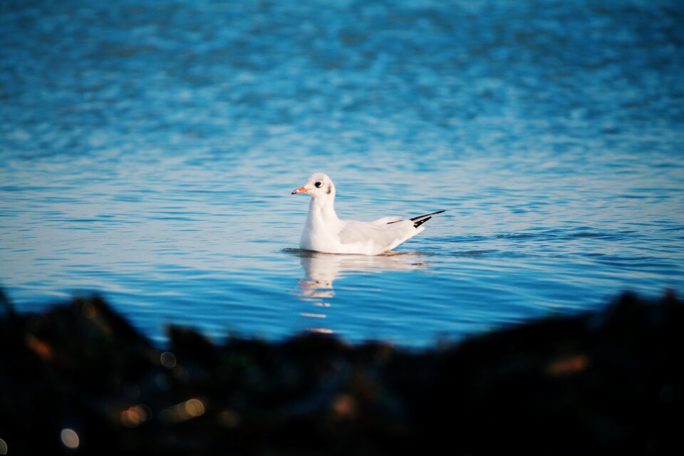 Water nature bird